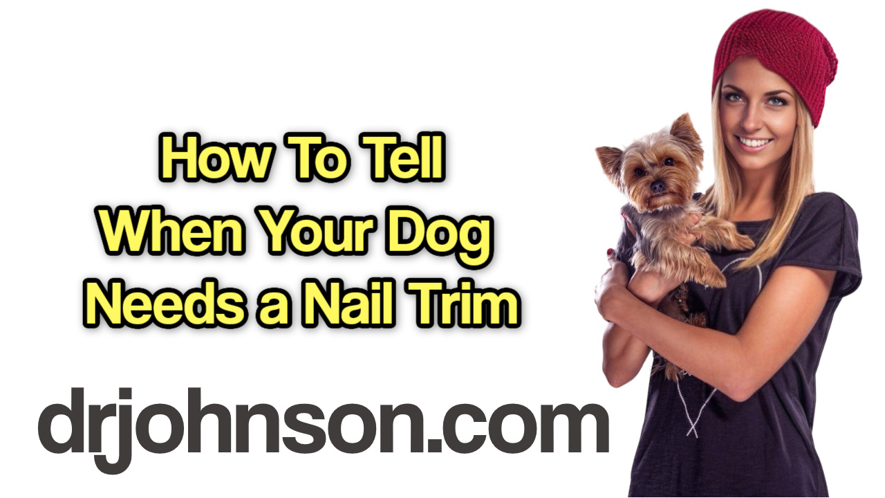 How to Tell When Your Dog Needs a Nail Trim?